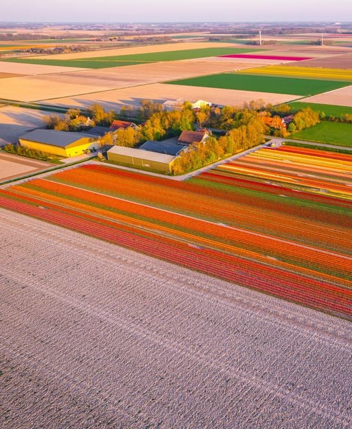 Cycling the Dutch Tulip Fields: What the Tour Groups Never See
