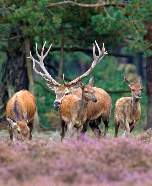 Red deer stag with does in purple heathland at De Hoge Veluwe National Park, the Netherlands