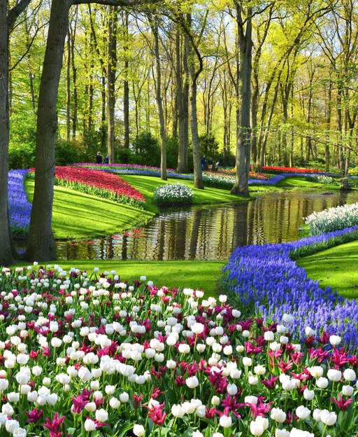 How the Dutch Turned Tulips Into Gold — Then Lost Everything