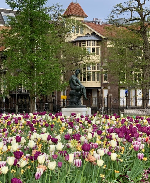 Tulips blooming in front of the Rijksmuseum in Amsterdam, the Netherlands