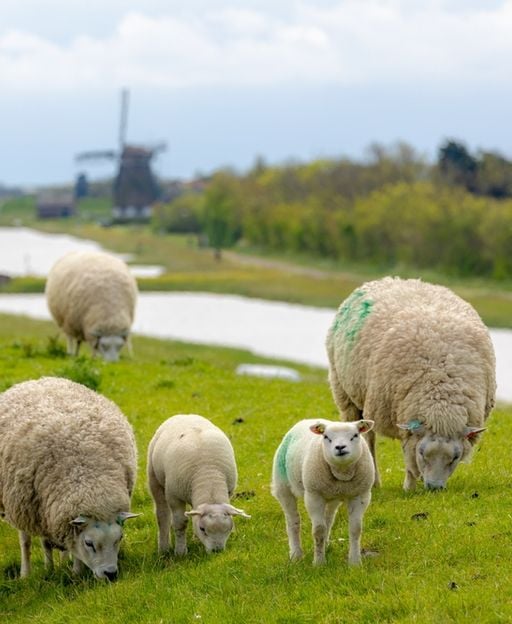 The Dutch Island Where Sheep Outnumber People — and That’s the Point