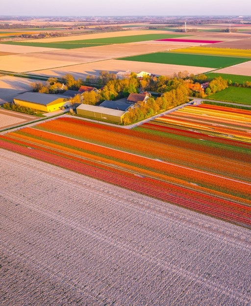 Aerial view of colourful striped tulip fields in the Bollenstreek, Netherlands, in spring