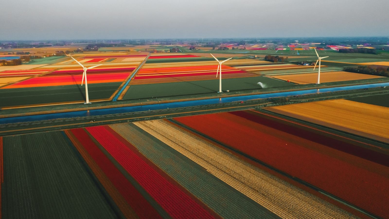 The Dutch Flower Auction That Sells Half the World’s Blooms Before Breakfast