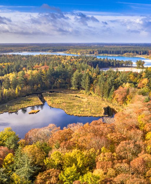 Autumn forest in Drenthe, the Dutch province where Nieuwlande village carried out its extraordinary wartime resistance