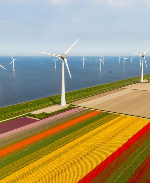 Aerial view of colourful tulip fields and wind turbines in the Noordoostpolder, Flevoland, Netherlands