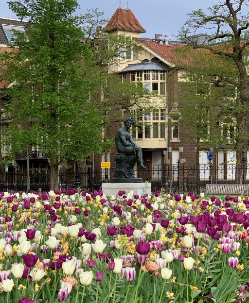 Tulips blooming in front of the Rijksmuseum in Amsterdam, Netherlands
