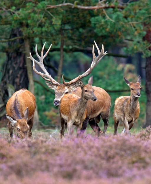 Cycling through Hoge Veluwe National Park near Arnhem, Netherlands