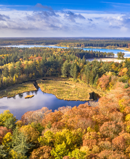 Autumn forest near Gasselte in the Dutch province of Drenthe