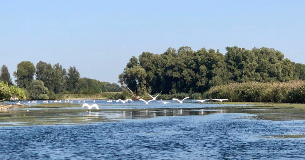 Into the Drowned Lands: Your Complete Guide to The Biesbosch