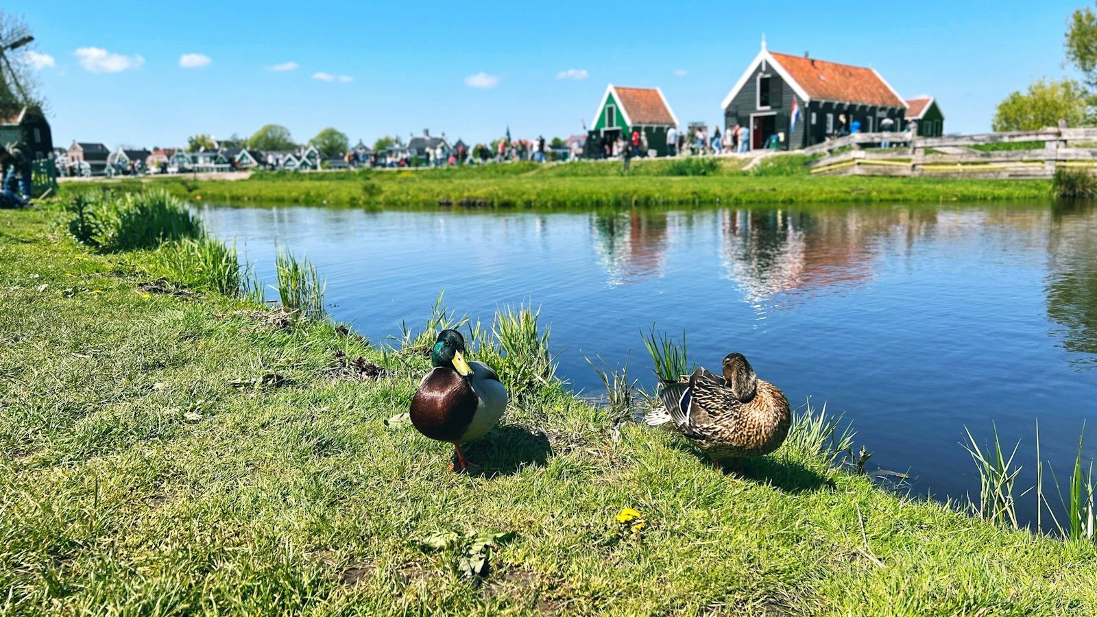 Zaanse Schans: A Day Trip Guide from Amsterdam