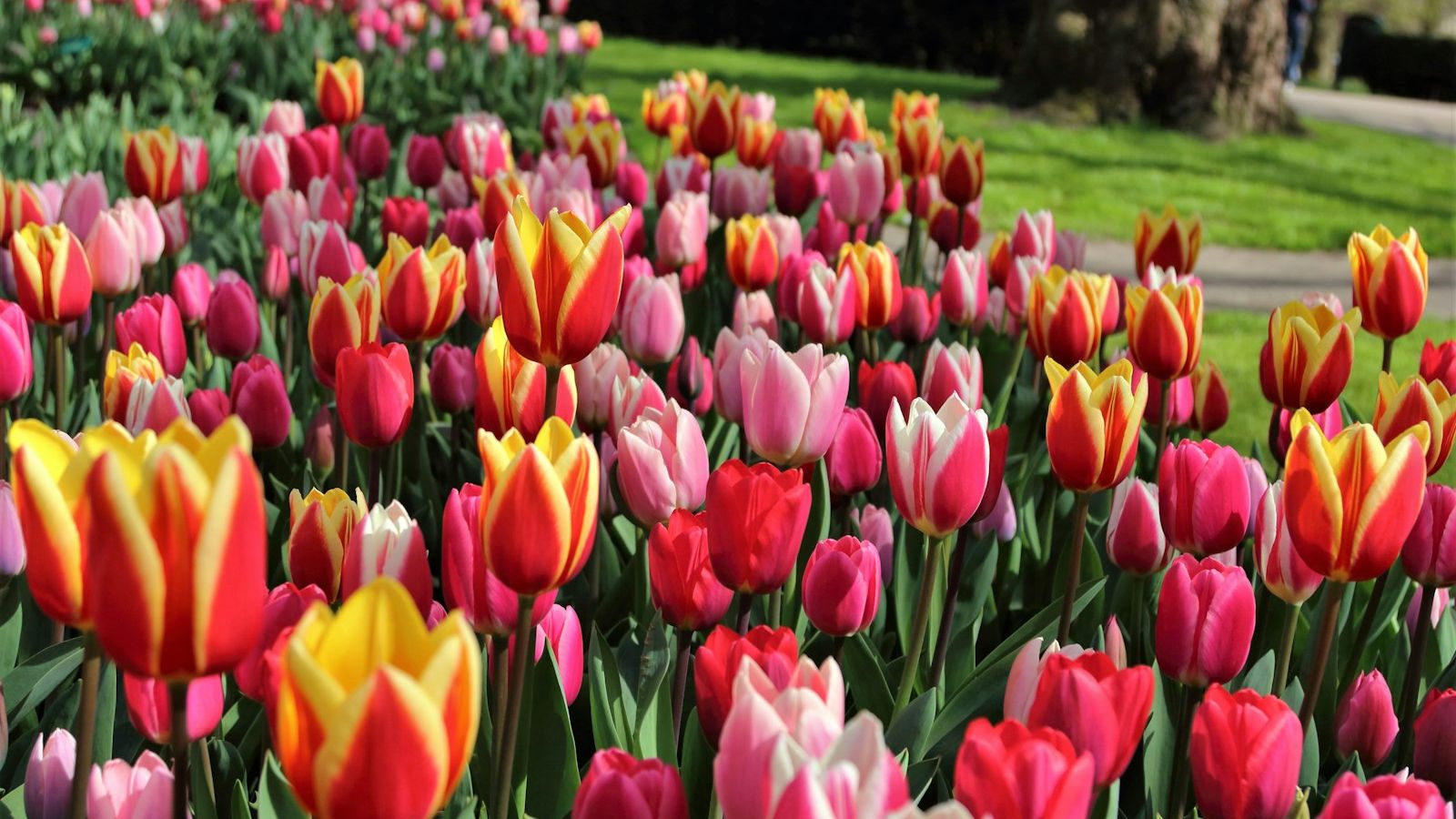 Keukenhof Gardens: The Complete Visitor Guide