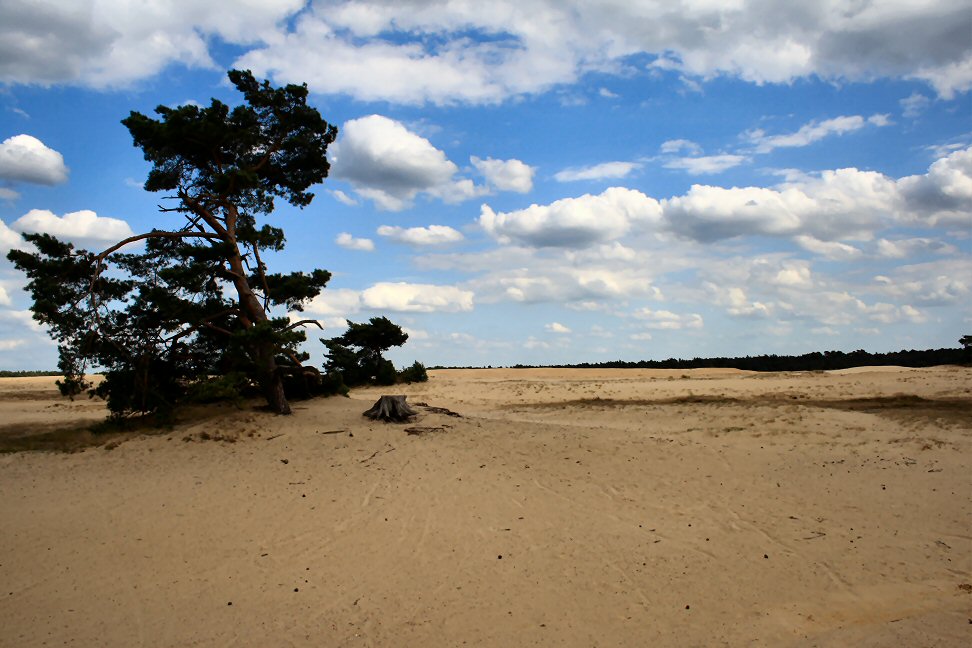 Arnhem Day Trip from Amsterdam: National Parks, Van Gogh and War History