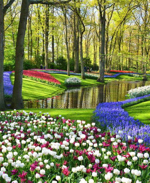 Colourful tulips and blue muscari flowers in bloom at Keukenhof gardens, Netherlands