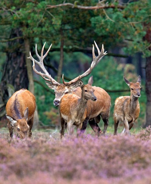 De Hoge Veluwe National Park: The Complete Visitor’s Guide (2026)