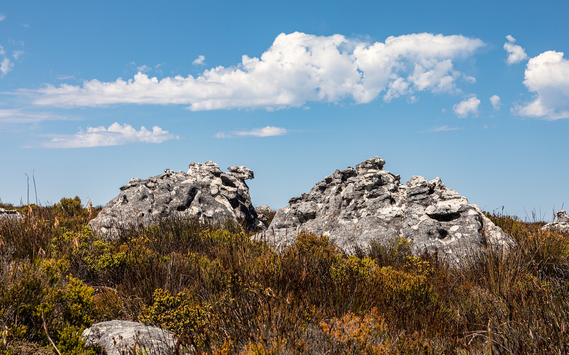 From Table Mountain to Amsterdam: Tracing Your Boer Roots in the Netherlands