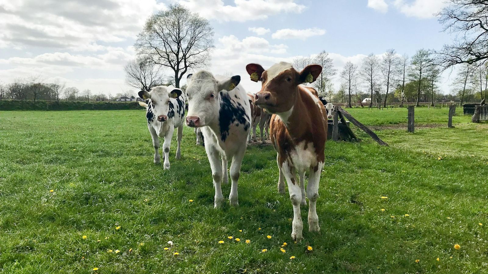 Twente: Saxon Farmhouses and Country Estates