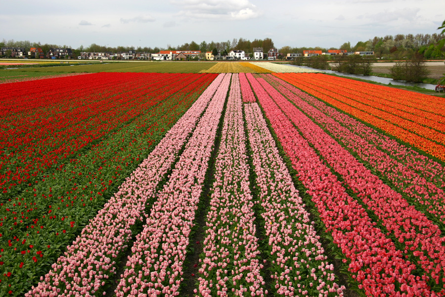 What Your South Holland Surname Says About You