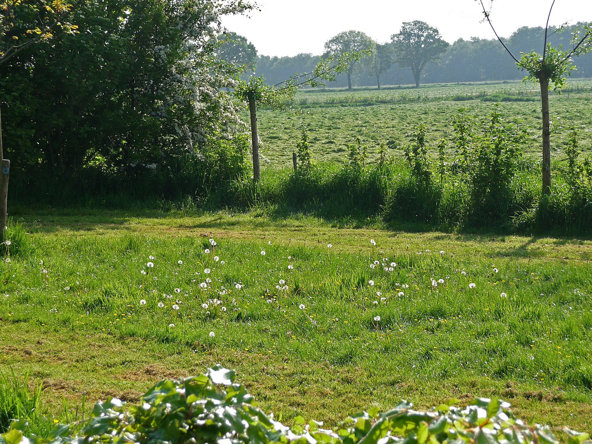 Discover Your Drenthe Ancestry: Heritage, Diaspora, and Family History