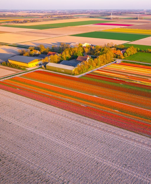 Dutch Tulip Fields Beyond Keukenhof